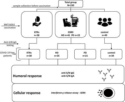 Local and Systemic Immunity Are Impaired in End-Stage-Renal-Disease Patients Treated With Hemodialysis, Peritoneal Dialysis and Kidney Transplant Recipients Immunized With BNT162b2 Pfizer-BioNTech SARS-CoV-2 Vaccine